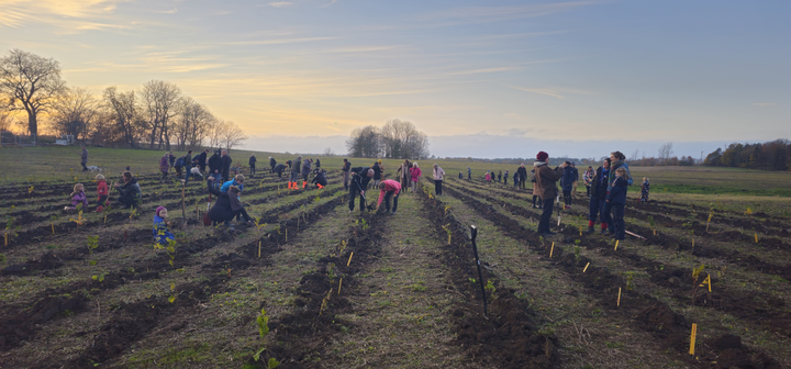Deltagere ved skovindvielse nyder solnedgangen efter at have håndplantet Folkeskovens sidste træer.