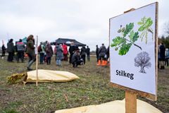 Informationsplakat om træer til håndplantning.