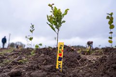 Plantepind placeret af barn ved plantet træ.