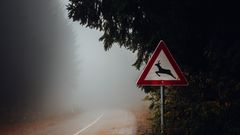 Varningsskylt för vilt vid en dimmig skogsväg i skymning.