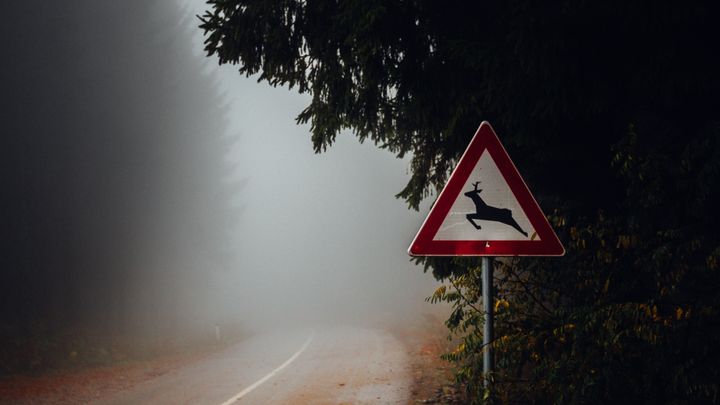 Varningsskylt för vilt vid en dimmig skogsväg i skymning.