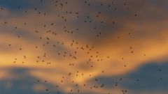 Bilde av flere mygg flyvende mot en kveldshimmel. Foto: Pixabay