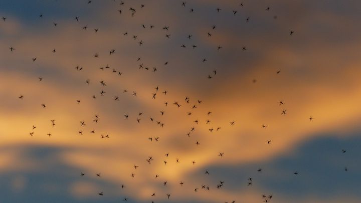 Bilde av flere mygg flyvende mot en kveldshimmel. Foto: Pixabay
