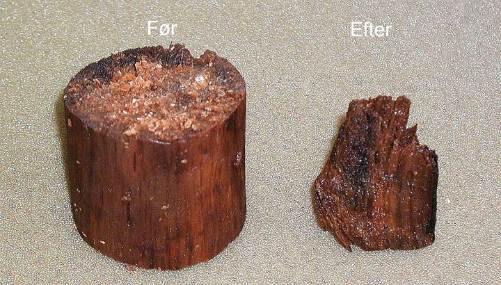 Træ kan bevares i vådområder i tusinder af år. Men hvis området tørrer ud kan træet på få måneder kollapse fuldstændig, som det ses her.