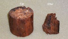 Træprøver viser her, hvordan træ kan kollapse, når det tørrer ud.