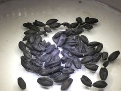 Remains of 4,500-year-old barley. Excavated by the National Museum of Denmark in the 1930s in Hama, Syria.
