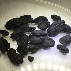 Rester af 4.500 år gamle oliven. Udgravet af Nationalmuseet i 1930'erne i Hama i Syrien.