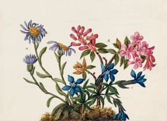 Rosalie de Constant, Alpine blomster