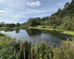 Et bundfældningsbassin omgivet af natur med træer og græs under en blå himmel med skyer.