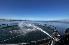 Fodring af opdrætsørred i Grønsund.