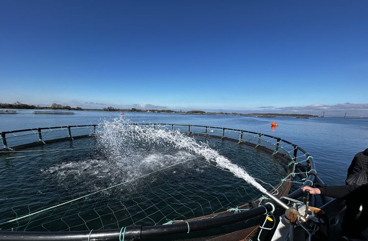 Fodring af opdrætsørred i Grønsund.