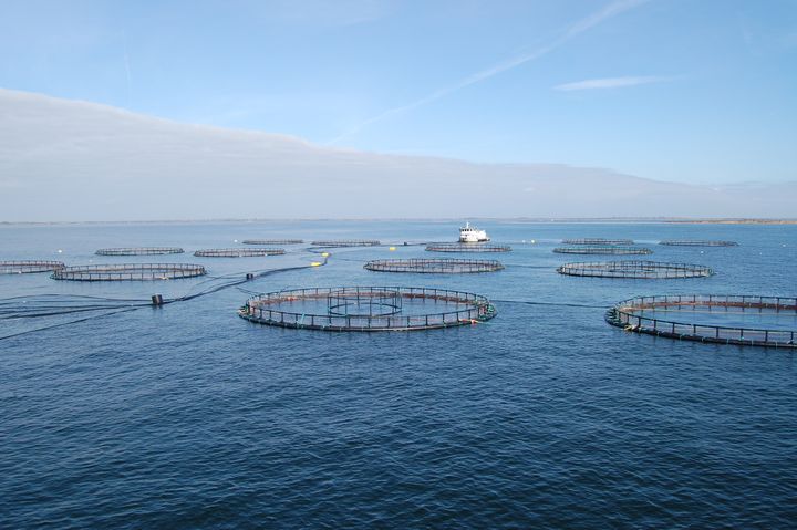 Havbrug