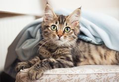 Mange katte får problemer med loppeallergi, som kan være meget generende for katten og i svære tilfælde kræver behandling. Derfor kan det være en god idé at tjekke din kat for lopper og investere i forebyggende loppemidler. Foto kan frit bruges ved omtale af artiklen.