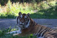 Billede af tigeren Keni.