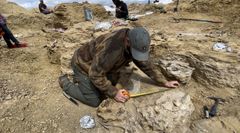 Christoffer Knuth måler størrelsen på et af pladerne på ryggen af museets stegosaurus.