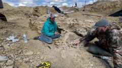 Udvalgte billeder af Evolutionsmuseets arbejde på gravstedet i Wyoming med Christoffer Knuth og palæontologiske partner Brock Sisson.