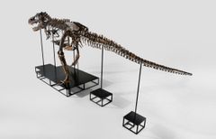 T. rex Trinity, 67 million years old.
