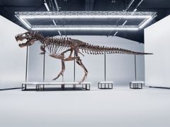 T. rex Trinity, 67 million years old.