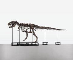 T. rex Trinity, 67 million years old.