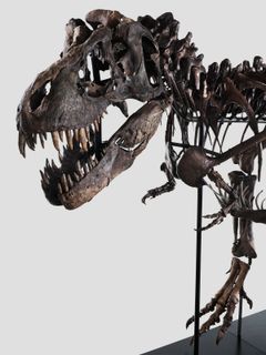 T. rex Trinity, 67 million years old.