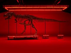 T. rex Trinity, 67 million years old.