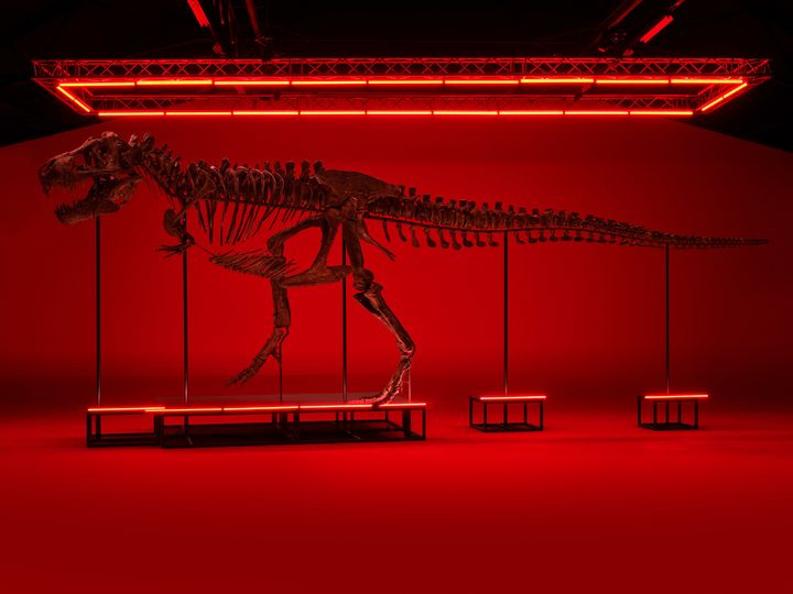 T. rex Trinity, 67 million years old.