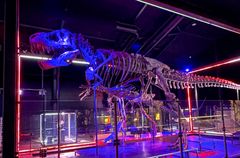 T. rex Trinity, 67 millioner år.