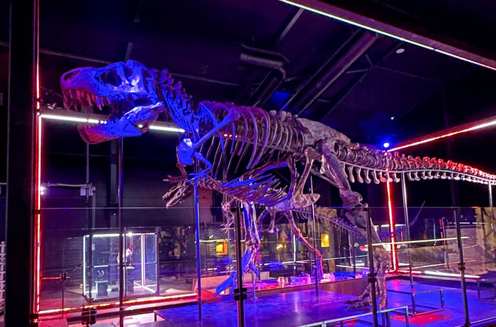 T. rex Trinity, 67 millioner år.