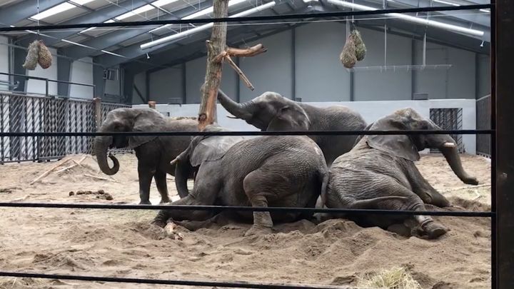 Elefanterne i Knuthenborg fejrer 5 år med frihed og fællesskab.