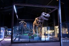 T. rex Trinity, 67 million years old.