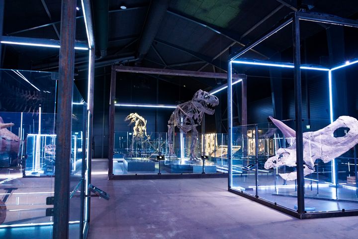 T. rex Trinity, 67 million years old