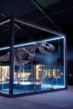 T. rex Trinity, 67 million years old