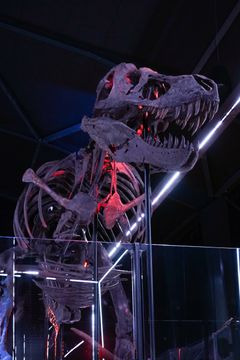 T. rex Trinity, 67 million years old.