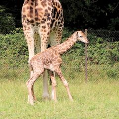Ny girafkalv født i Knuthenborg: Danmarks største giraf-flok har fået et nyt medlem