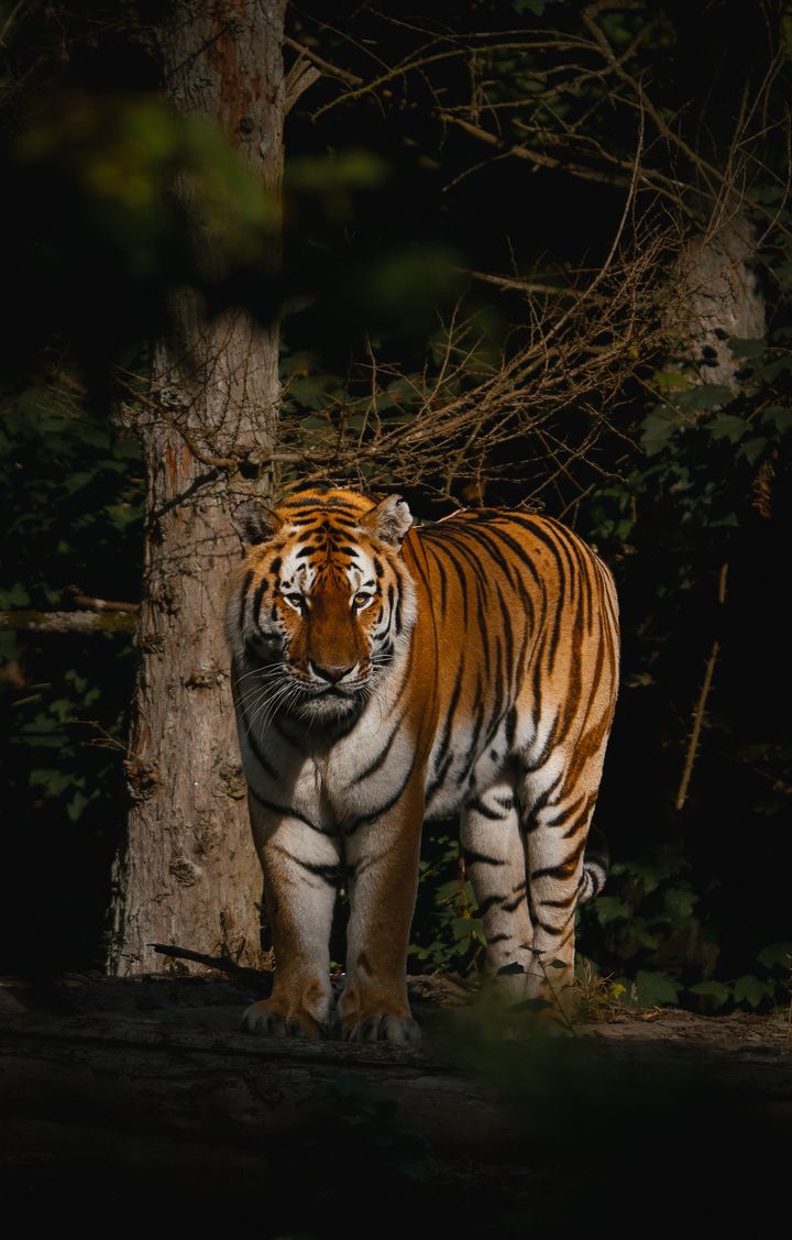 Tigerens sæson er vinter. Nu kan du bo side om side med dem.
