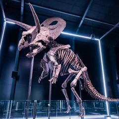 Vingesus fra Evolutionsmuseet om vinteren.