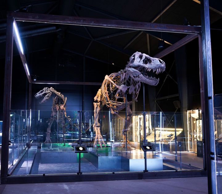 Trinity T. rex på Evolutionsmuseet i Knuthenborg