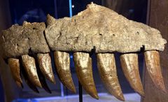 Spektakulær overkæbe og 11 store tænder fra rovdinosauren Ceratosaurus nasicornis.