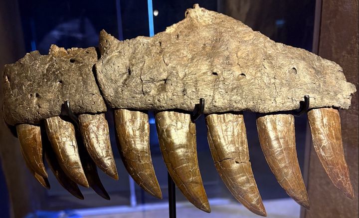 Spektakulær overkæbe og 11 store tænder fra rovdinosauren Ceratosaurus nasicornis.