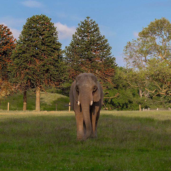 Elefanten Lara i Knuthenborg Safaripark