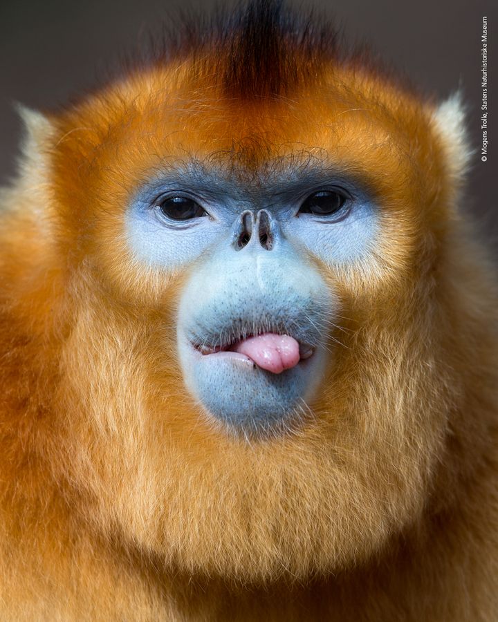 Golden snub nosed monkey. Foto: Mogens Trolle