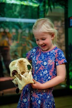 Foto: Frederik Wolff, Statens Naturhistoriske Museum