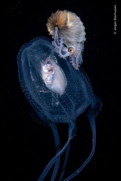Jørgen Rasmussen er en internationalt anerkendt undervandsfotograf. Hans foto ’Er alle ombord? fik en finaleplads i kategorien 'Under vand'