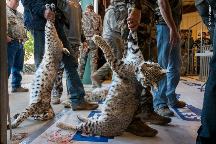 For nogle amerikanere er jagt på vilde dyr en hobby. I Texas er rovdyr som rødlos, puma og prærieulve ikke beskyttet af lovgivningen, så de må dræbes når som helst og med hvad som helst. I denne vindende fotoreportage dokumenterer Karine Aigner de konkurrencer og stævner, der fejrer drabene på disse ubeskyttede arter.