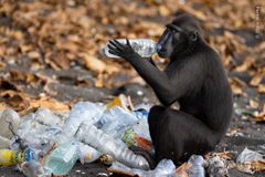 Aber går ind for genbrug. En sort topmakak undersøger indholdet af en plastikflaske, der er blevet samlet ind til genbrug i udkanten af Tangkoko Batuangus Naturreservat i Indonesien. ©Claire Waring, Wildlife Photographer of the Year