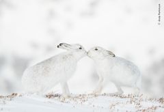 Kærligt kys. Et par kurtiserende sneharer gnider snuder i Monadhliath-bjergene i Skotland