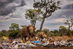Elefanter skralder også.  En hanelefant sparker til noget affald, mens den leder efter rådne grøntsager og frugt på en losseplads i Tissamaharama, Sri Lanka.