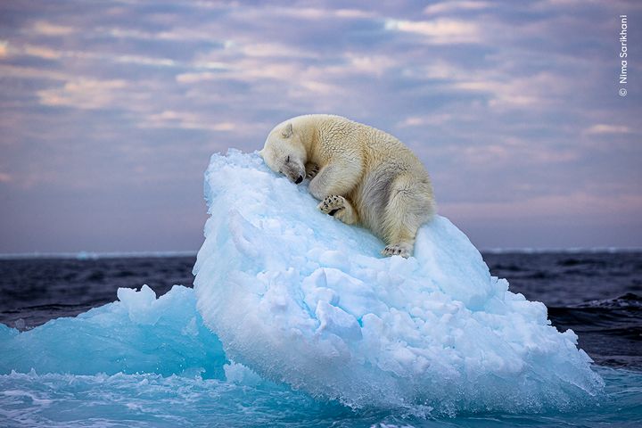 En seng af is. En isbjørn har fundet sig en soveplads på et lille isbjerg ud for den norske øgruppe Svalbard højt mod nord.Foto: ©Nima Sarikhani (Storbritannien)