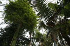 Palmehuset tropiske afdeling. Her er dejligt varmt, når vinteren rusker udenfor. Foto: Statens Naturhistoriske Museum