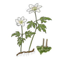 Hvid anemone er almindelig i Danmark på nær i Nord- og Vestjylland, og den lever i løvskove og krat.  Den blomstrer typisk i løbet af marts. I varme forår, kan den blomstre allerede i februar.